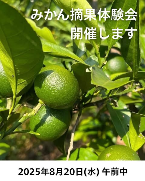 みかん摘果体験会のお知らせ!