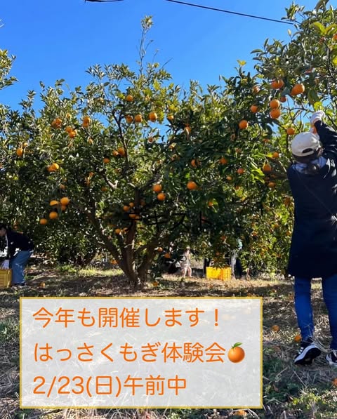 はっさくもぎ体験会開催