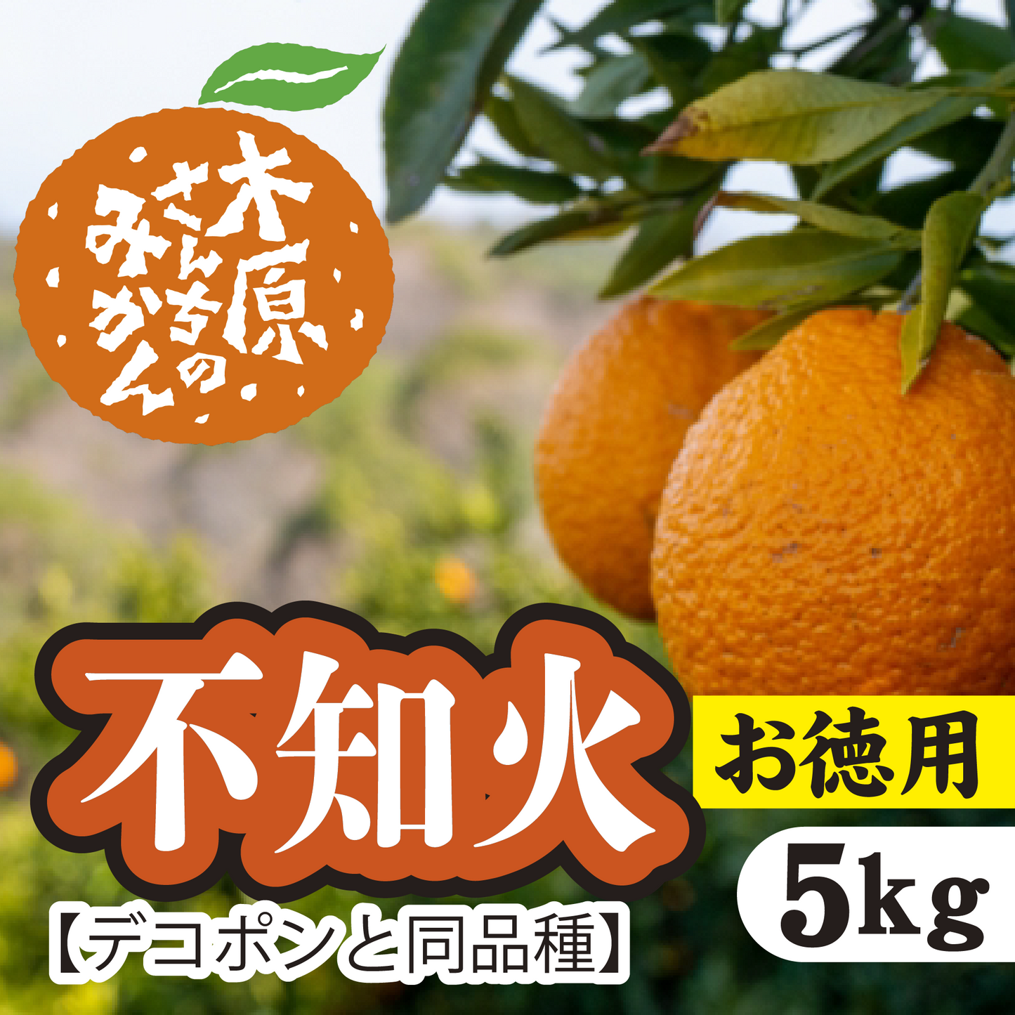 【3月上旬以降】≪お徳用≫デコが特徴!甘さとほどよい酸味が特徴『不知火』5Kg