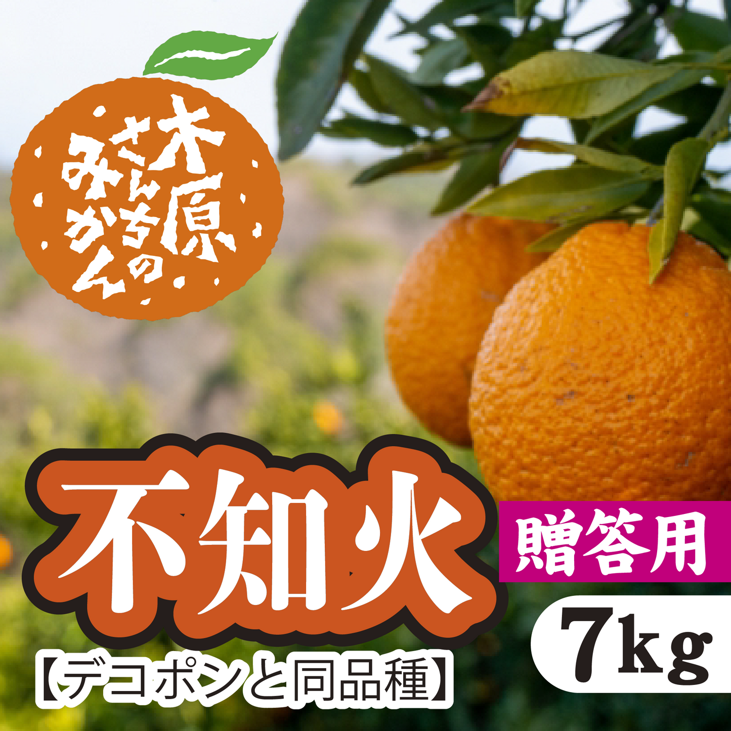 【3月上旬以降】≪贈答用≫デコが特徴!甘さとほどよい酸味が特徴『不知火』7Kg