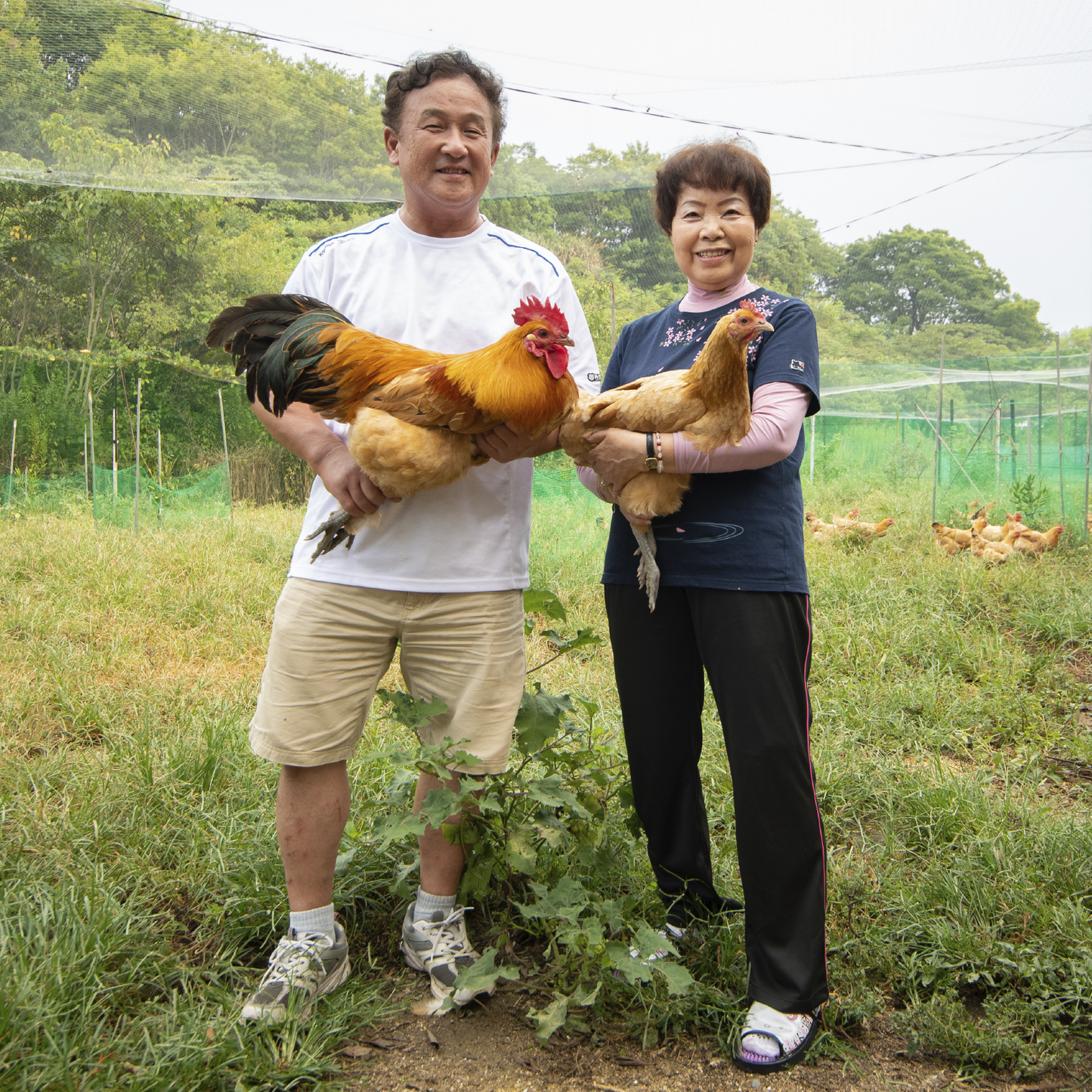 瀬戸内柑太郎「島たまご」24個 (割れ保障2個付き)