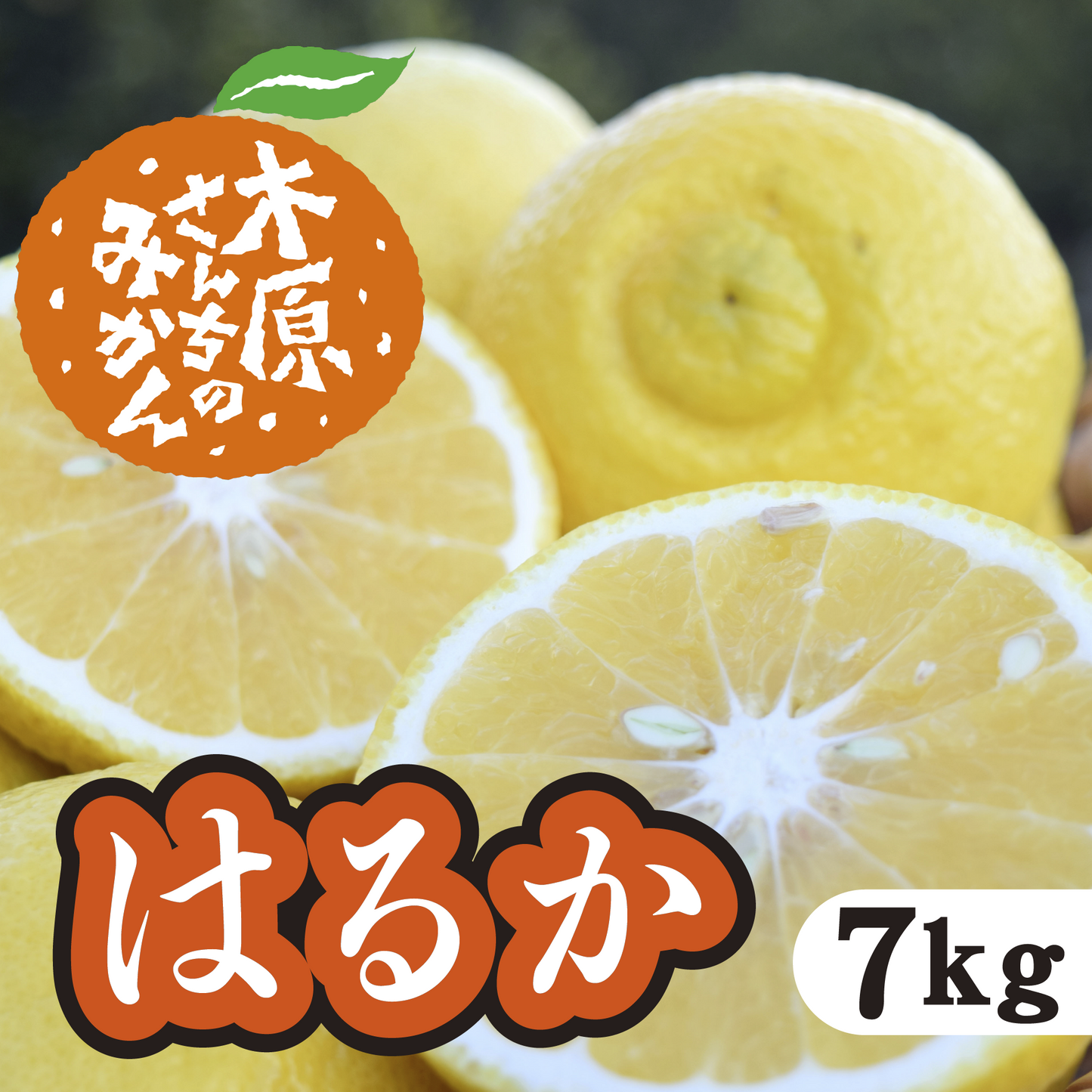 【4月上旬以降】はるか 優しい甘みと香り!爽やかな味わいが特徴7Kg
