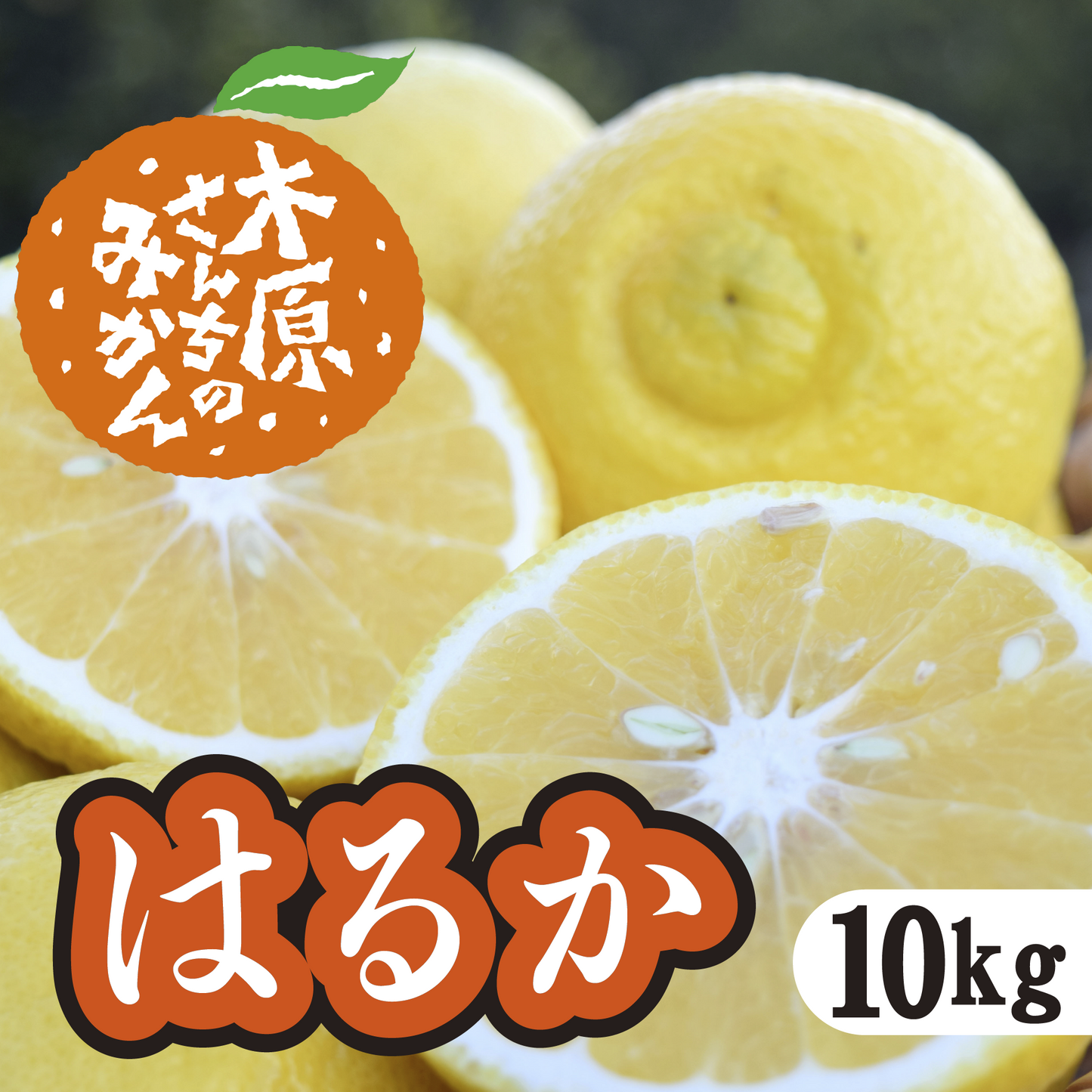 【4月上旬以降】はるか 優しい甘みと香り!爽やかな味わいが特徴10Kg