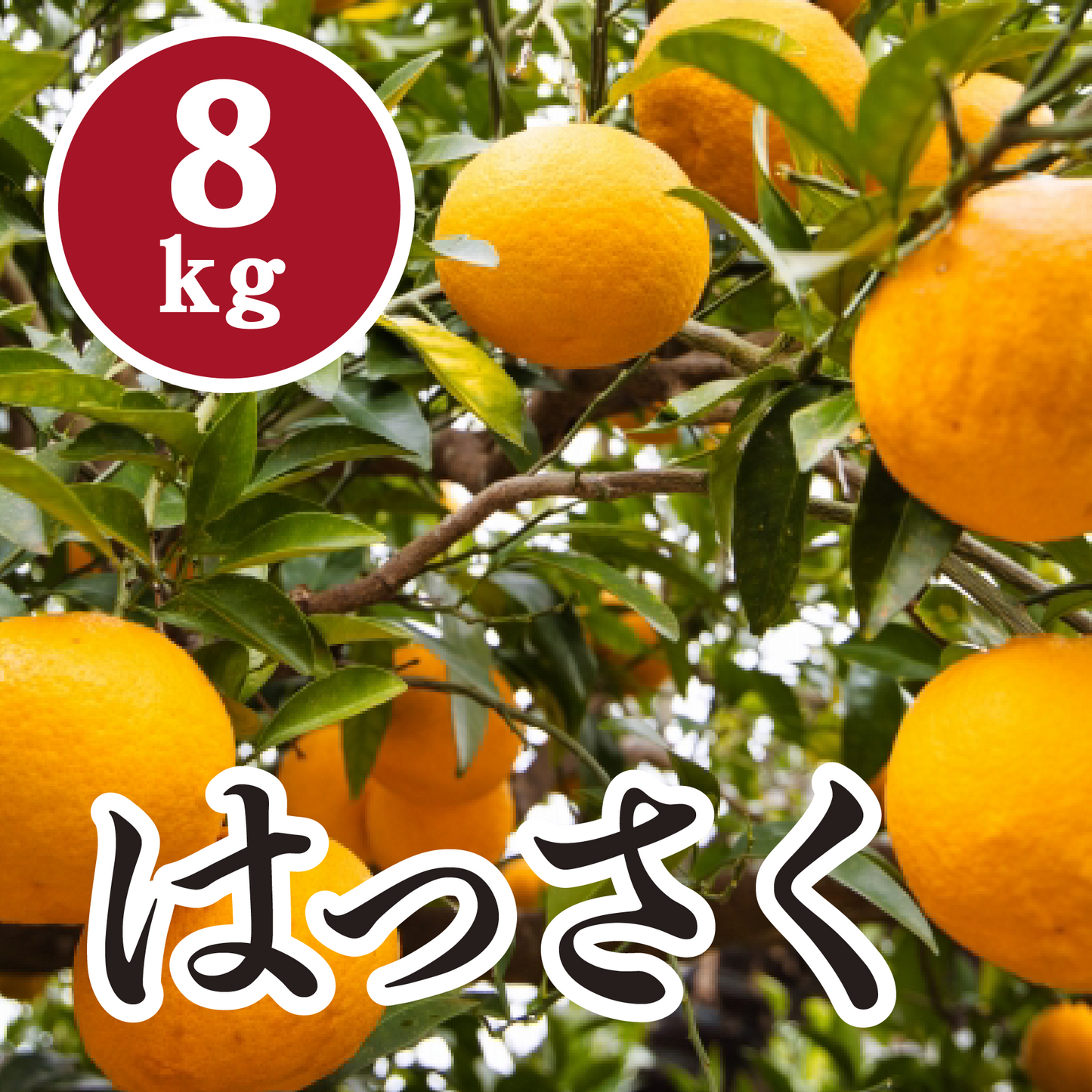 【2月下旬以降】昔ながらの甘みとあっさりとしたサックリ食感 八朔8Kg
