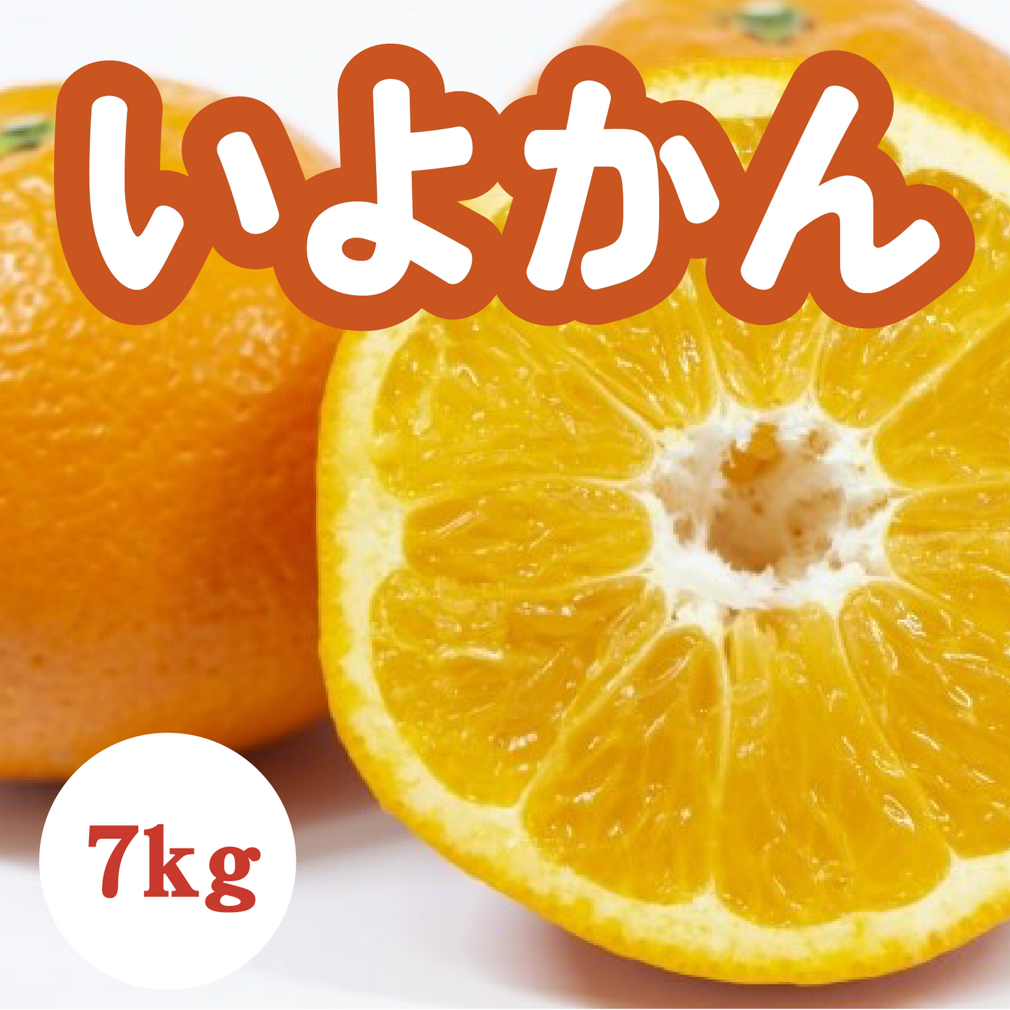 【2月上旬以降】いよかん プリプリ弾ける大粒果肉7Kg