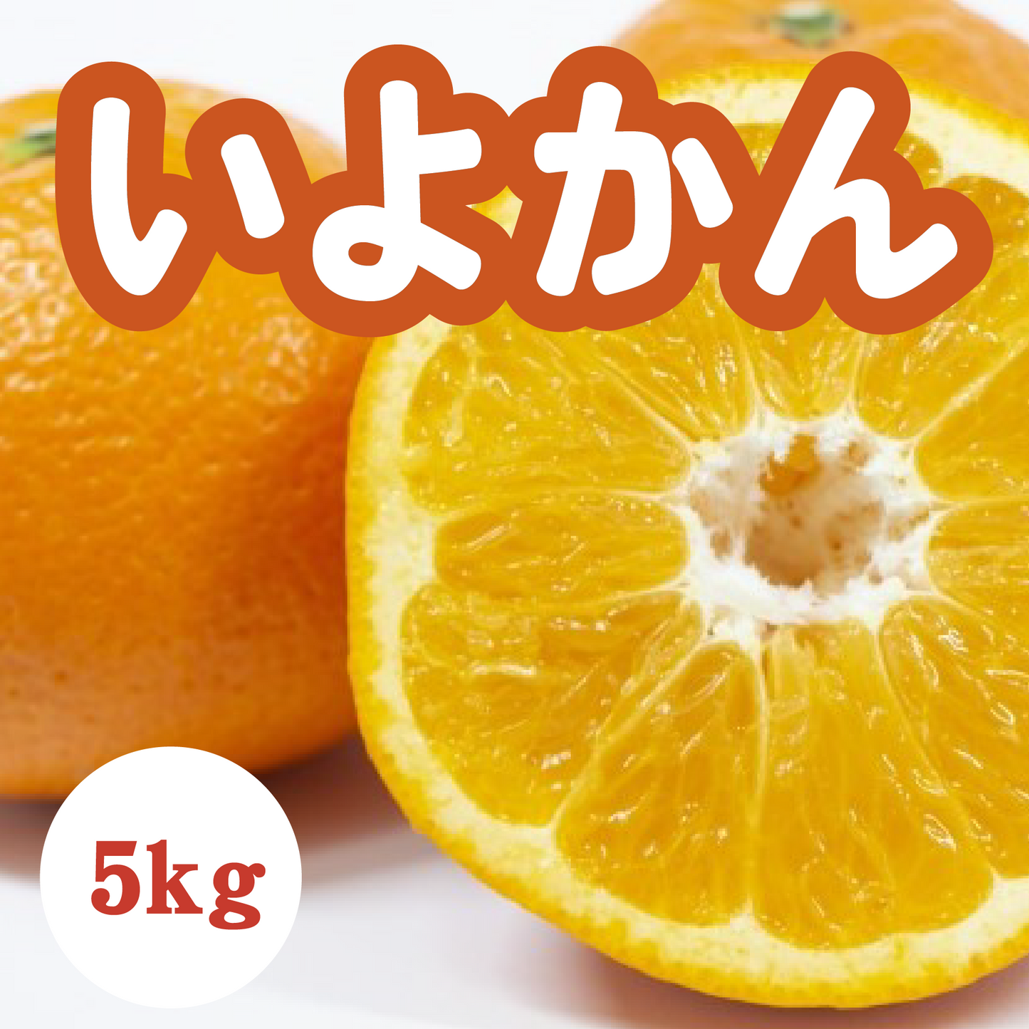 【2月上旬以降】いよかん プリプリ弾ける大粒果肉5Kg