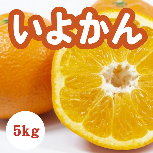 【2月上旬以降】いよかん プリプリ弾ける大粒果肉5Kg