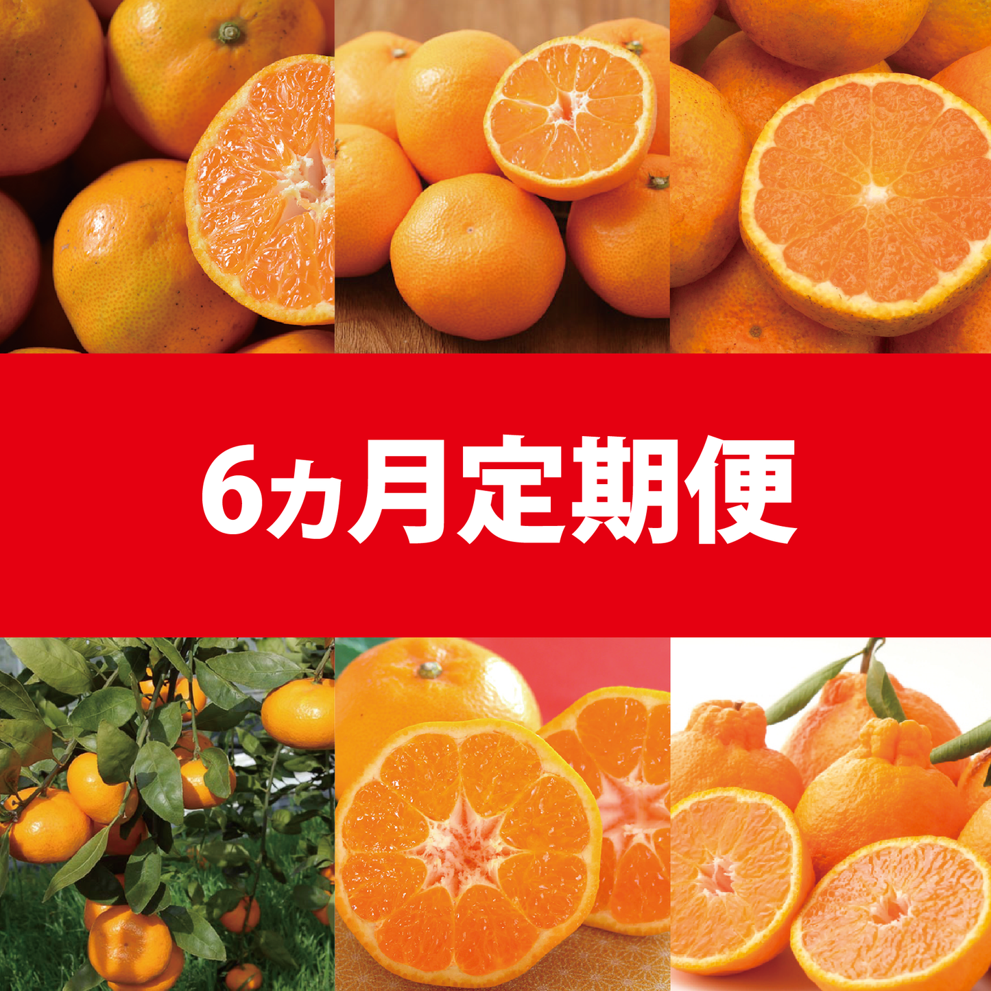 【10月~3月定期配送】みかんシーズン毎月お届け!定番から新品種まで楽しめる!(6種類/6ヶ月)