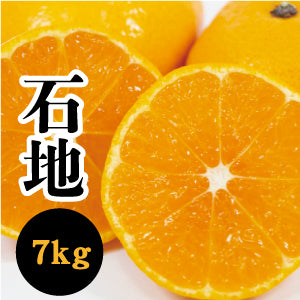 【12月上旬以降】ギュッと味濃い 石地みかん7㎏