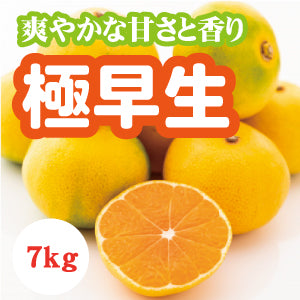【10月中旬以降】シーズン最速!温州みかん 極早生!7㎏