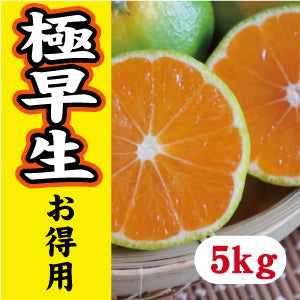 【10月中旬以降】《お徳用》みかんシーズン先取り 極早生5Kg