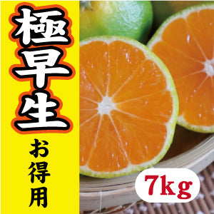 【10月中旬以降】《お徳用》みかんシーズン先取り 極早生7Kg