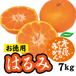 【2月中旬以降】≪お徳用≫はるみ　甘くて皮もむきやすい！７Ｋg