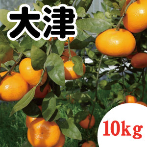 【1月上旬以降】甘さと濃くが深い 大津みかん10Kg