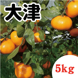 【1月上旬以降】甘さと濃くが深い 大津みかん5Kg