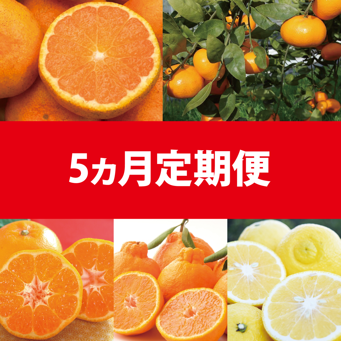 【12月~4月定期配送】毎年人気の品種を今年は集めて毎月お届け!お好み柑橘がみつかるかも♪(5種類/5ヶ月)