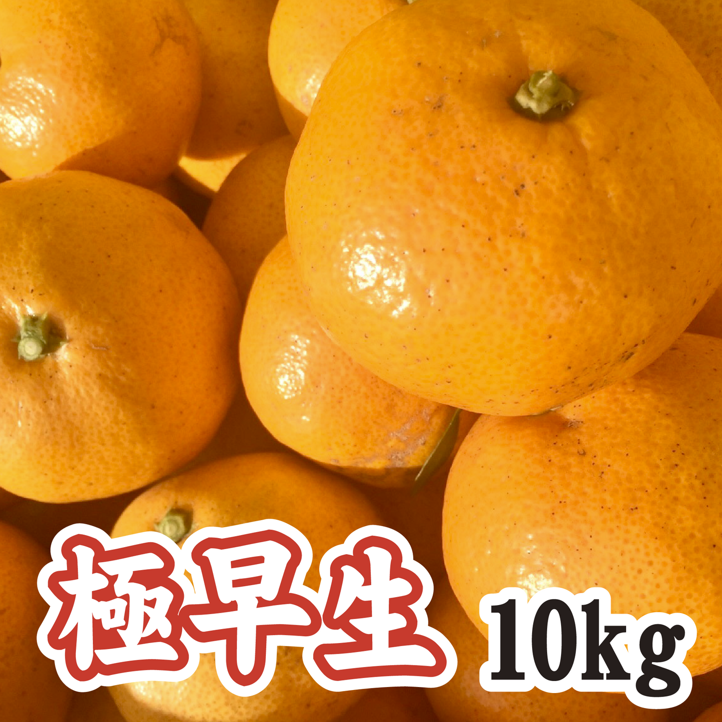 【10月中旬以降】甘酸っぱい!懐かしい味 極早生みかん10Kg