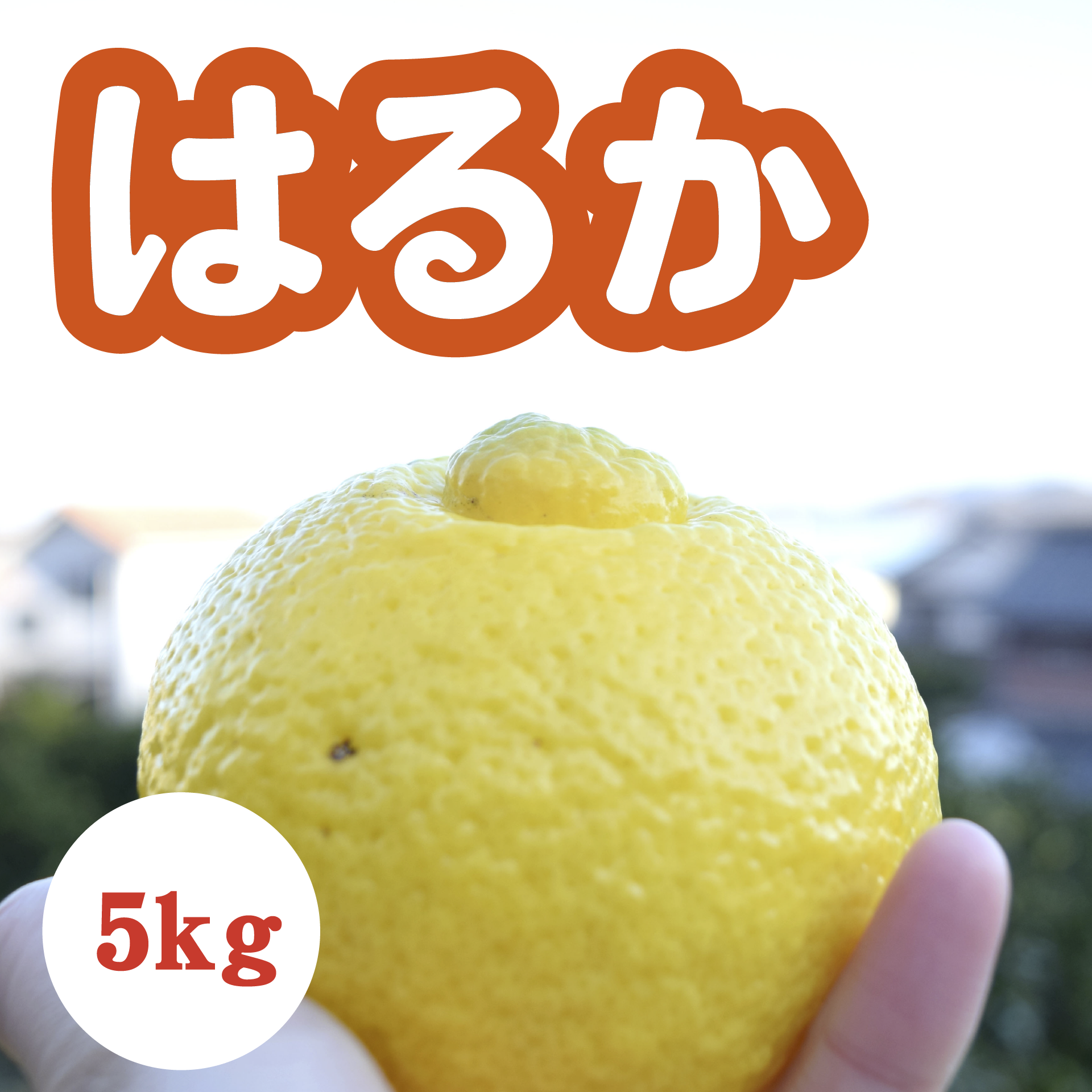 3月中旬以降】甘くてジューシー！上品な味わい はるか５Kg – さいさいマルシェ