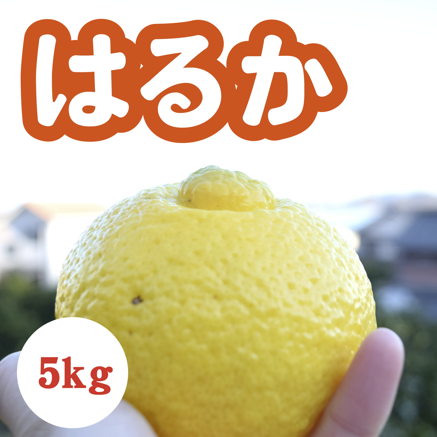 【3月中旬以降】甘くてジューシー!上品な味わい はるか5Kg