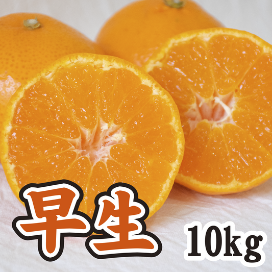 【11月上旬以降】甘さと酸味が絶妙!!早生みかん 10Kg