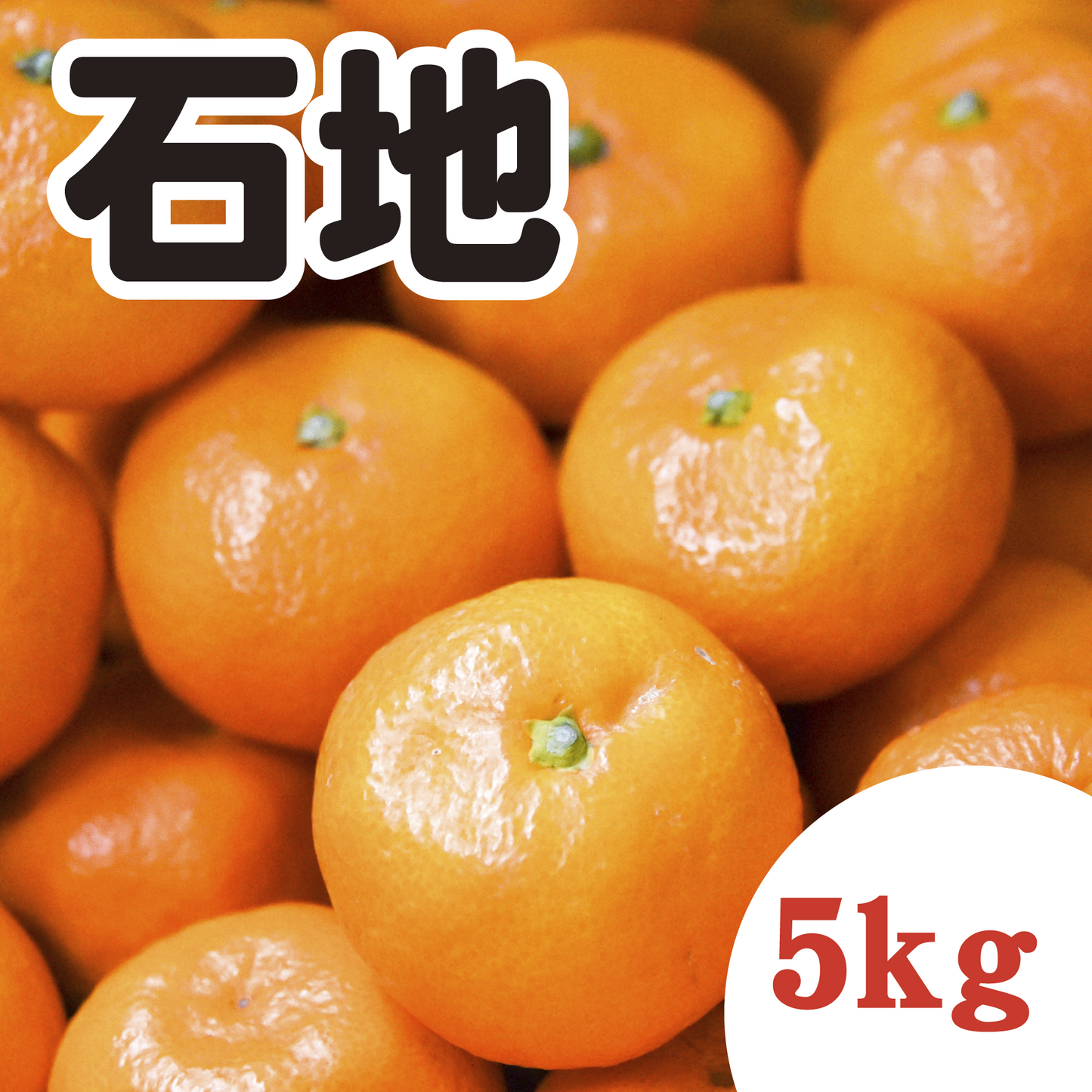 【12月上旬以降】甘さ太鼓判!濃厚!石地みかん 5Kg