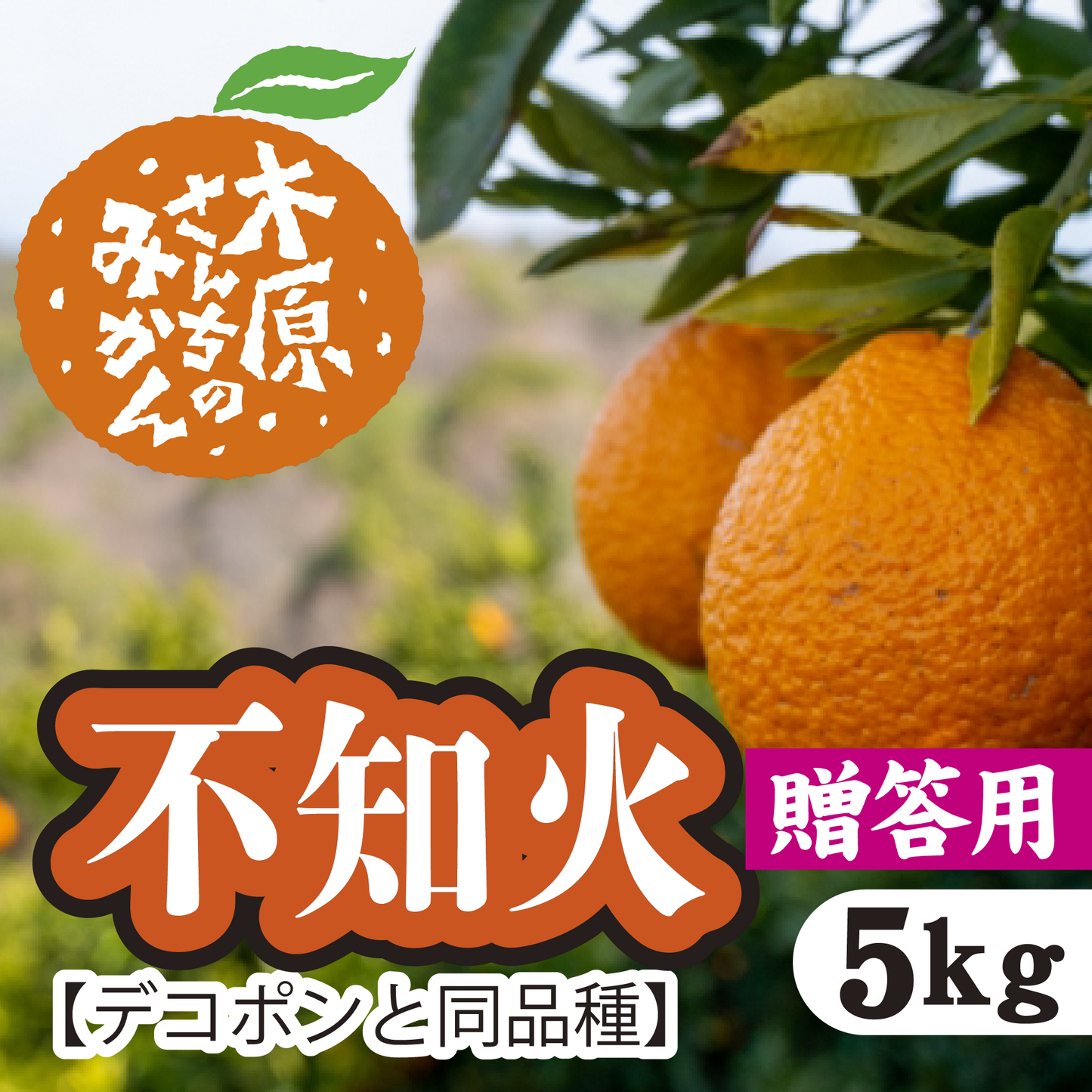 【3月上旬以降】≪贈答用≫デコが特徴!甘さとほどよい酸味が特徴『不知火』5Kg