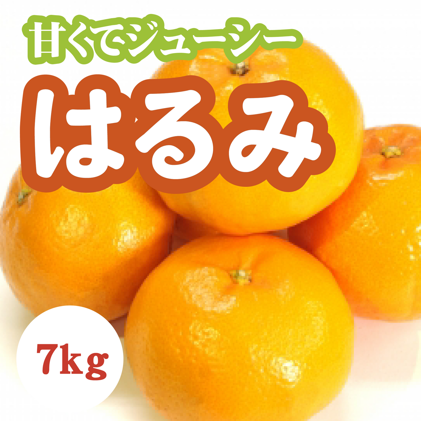 【2月上旬以降】貴重な品種『はるみ』甘さと酸味のハーモニー7Kg