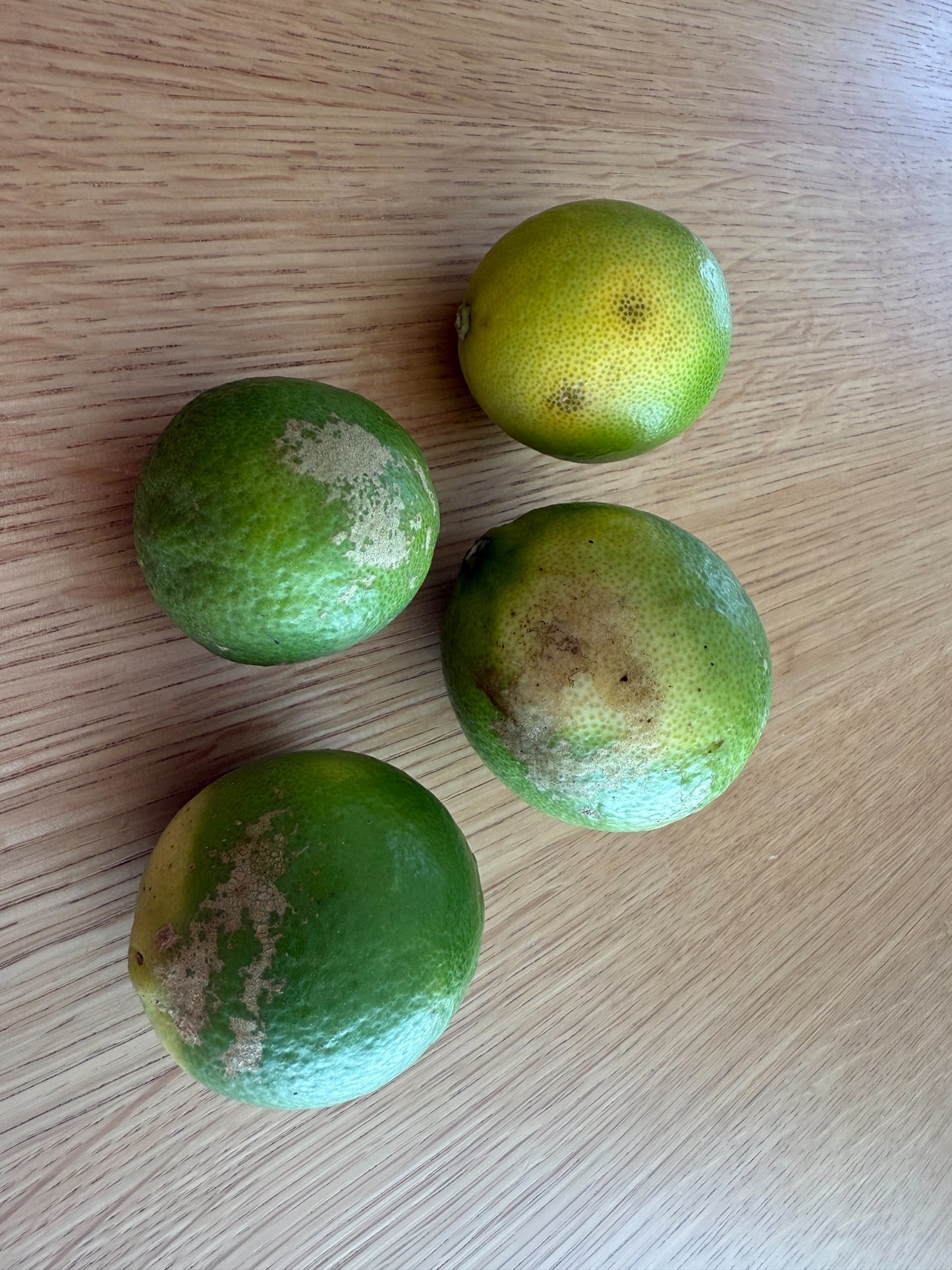 【訳アリ】ライム1kg