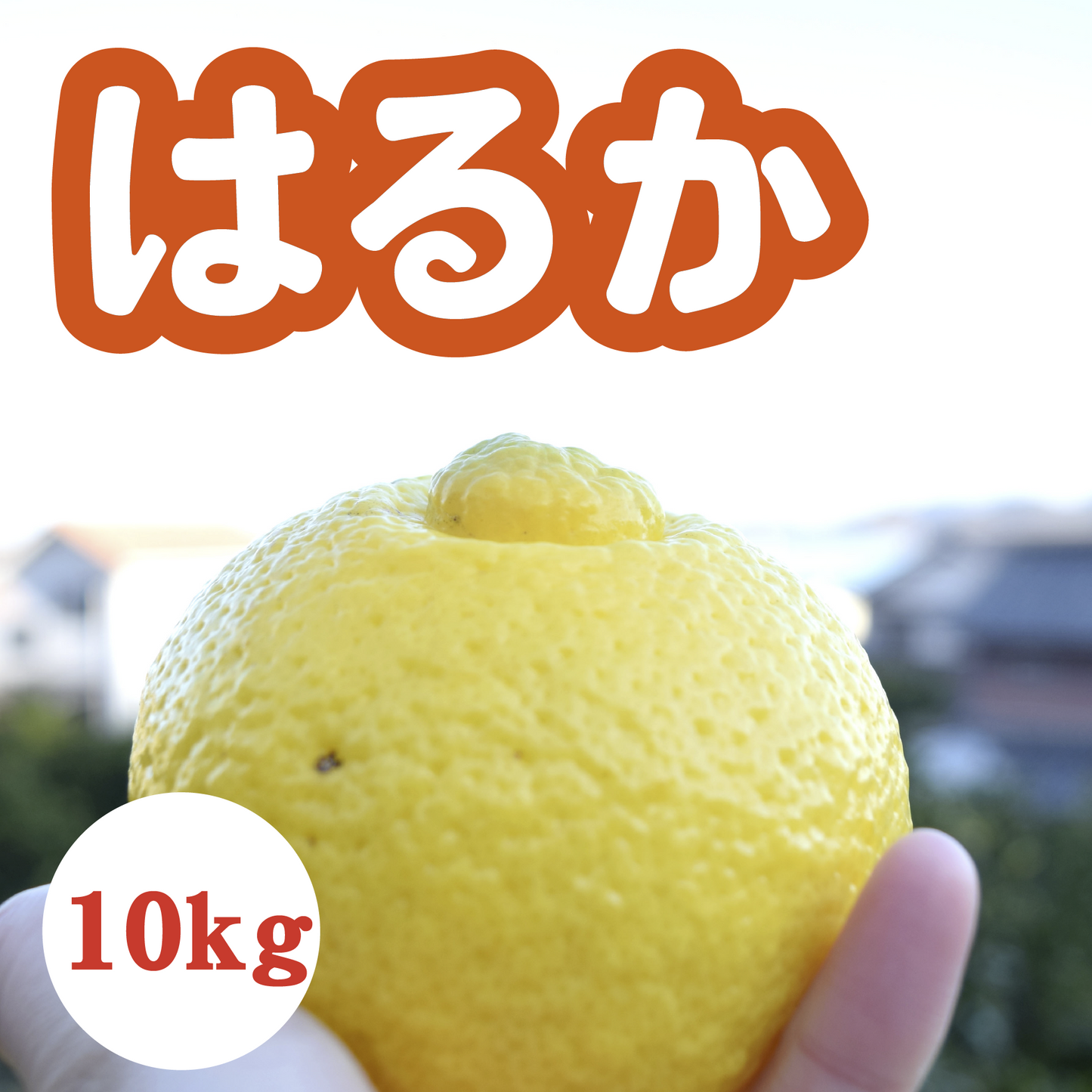 【3月中旬以降】甘くてジューシー!上品な味わい はるか10㎏