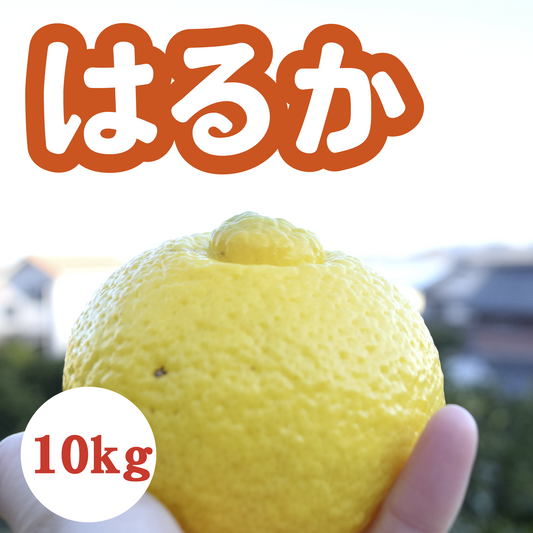 【3月中旬以降】甘くてジューシー!上品な味わい はるか10㎏