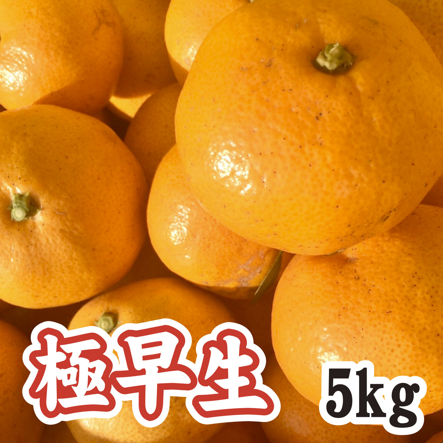 【10月中旬以降】甘酸っぱい!懐かしい味 極早生みかん5Kg