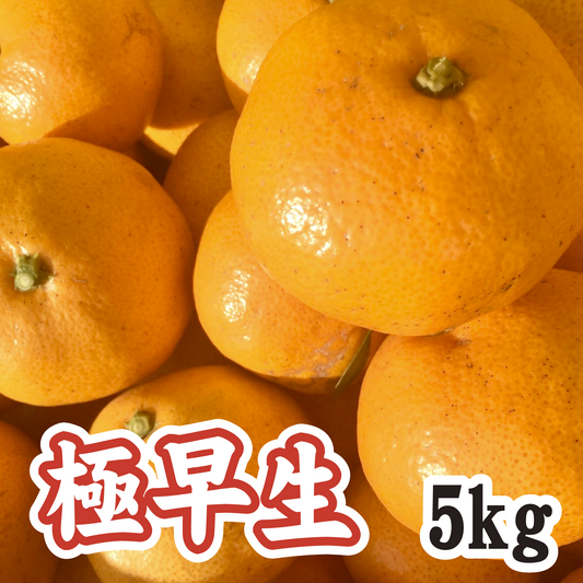 【10月中旬以降】甘酸っぱい!懐かしい味 極早生みかん5Kg