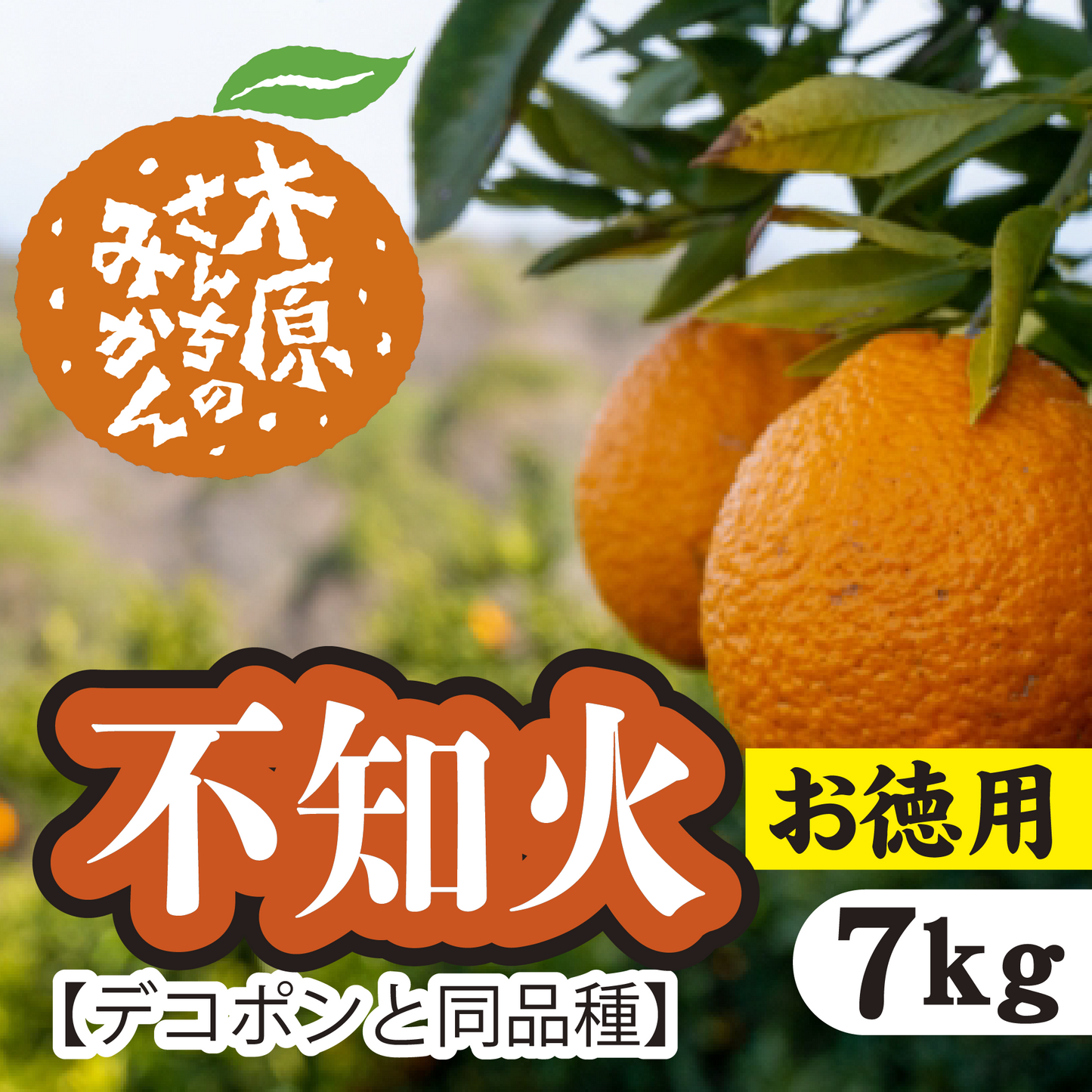 【3月上旬以降】≪お徳用≫デコが特徴!甘さとほどよい酸味が特徴『不知火』7Kg