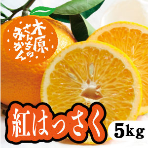 【3月上旬以降】紅八朔　プリっとジューシー濃厚な味わい！５Ｋg