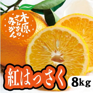 3月上旬以降】紅八朔 プリっとジューシー濃厚な味わい！８Ｋg – さい