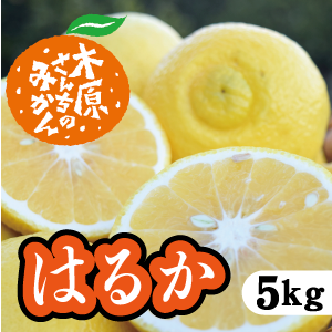 【4月上旬以降】はるか　優しい甘みと香り！爽やかな味わいが特徴５Ｋg