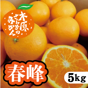 【3月上旬以降】春峰 甘身と酸味のいいとこどり!5Kg