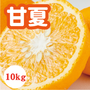 【4月上旬以降】みずみずしい果肉が特徴 甘夏10Kg