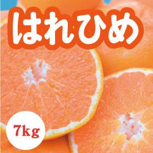 【1月上旬以降】新品種はれひめ!濃厚な甘さが特徴7Kg