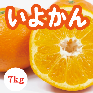 【2月上旬以降】いよかん プリプリ弾ける大粒果肉7Kg