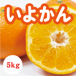 【2月上旬以降】いよかん プリプリ弾ける大粒果肉5Kg