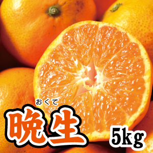 【1月下旬以降】晩生(おくて) シーズン最後の甘いみかん!5Kg