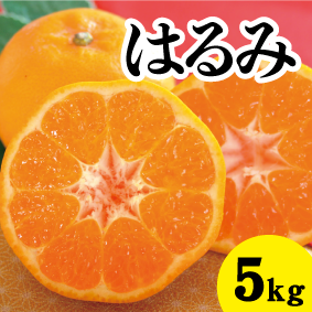 【2月上旬以降】ぷりぷり食感’はるみ’甘さに大満足5Kg