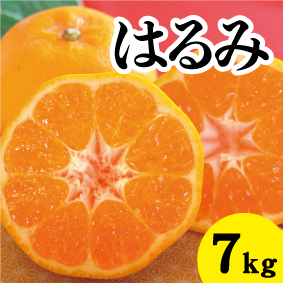 【2月上旬以降】ぷりぷり食感’はるみ’甘さに大満足7Kg