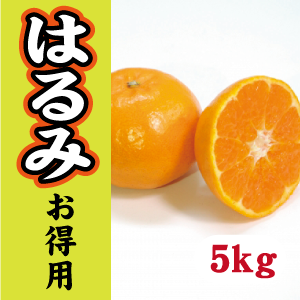 【2月中旬以降】《お徳用》家族で気軽に！甘さ満足はるみ５Kg