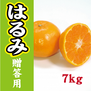 【2月中旬以降】《贈答用》薄皮でプリプリ！甘さ抜群はるみ７Kg