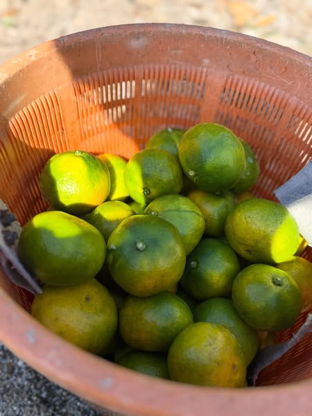 極わせみかん、もうまもなく