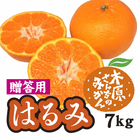 【2月中旬以降】≪贈答用≫はるみ　甘くて皮もむきやすい！７Ｋg