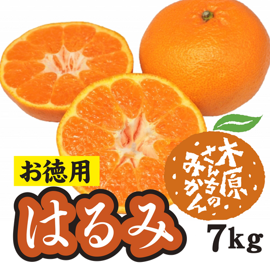 【2月中旬以降】≪お徳用≫はるみ　甘くて皮もむきやすい！７Ｋg