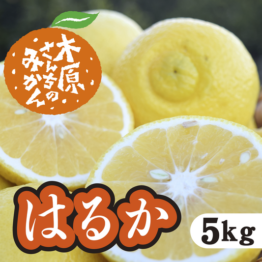 【4月上旬以降】はるか　優しい甘みと香り！爽やかな味わいが特徴5Ｋg